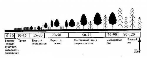  Прочитайте текст и ответьте на во Ельник почти никогда сразу не появляется на лугах, так как,