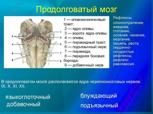  (50 БАЛІВ)19.В якій структурі ЦНС формується сприйняття смакових якостей їжі та питної води: (50 БА