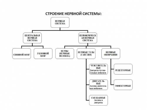  1. Почему же так важно присутствие крови в организме? Каково ее строение, состав, какие функции она