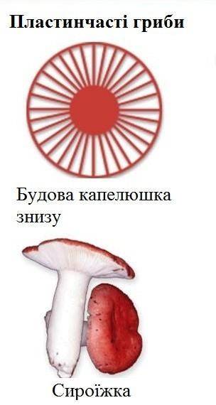  Чим відрізняються трубчасті гриби від пластинчастих???