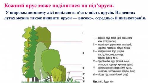  Верхній ярус лісу утворюють: А шипшина Б дуб В ліщина Г граб 2 відповіді будь ласка до 14.00 даю 10