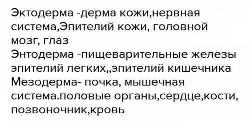 Між зародковими листками та органами, які з них формуються. A) ектодерма; Б) мезодерма; B) ентодерма