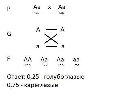  Ген карих глаз у человека доминирует над геном голубых глаз. какова вероятность рождения голубоглаз