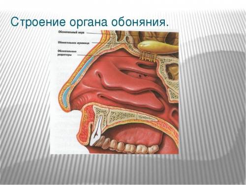  Где у нас органов обоняния? 