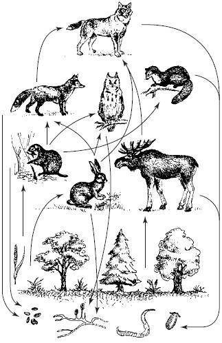  №8. Составь и нарисуй экологическую модель пищевых связей и пищевой цепочки животных зоны тайги (Жу