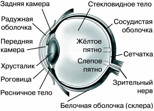 НУЖНО ПОДПИСАТЬ ЧАСТИ ГЛАЗА