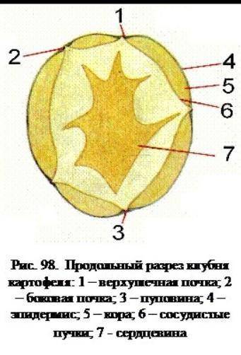 Рассмотрите плод картофеля, изучите его внутреннее стро