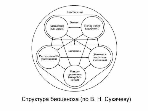   №2. Тест. Популяция – это А) группа родителей и детей Б) временное объединение животных для миграц