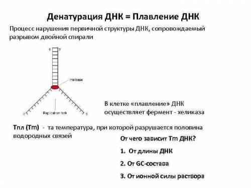 Подскажите что такое плавление ДНК с примером​