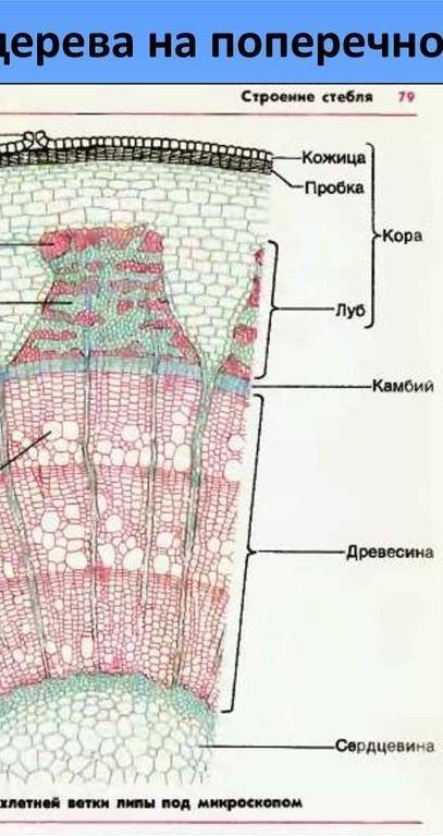 Выполнить в тетраде рис поперечный разрез стебля,подписать все слои