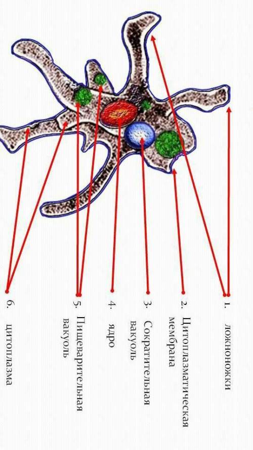 Какое строение. имеет амёба​