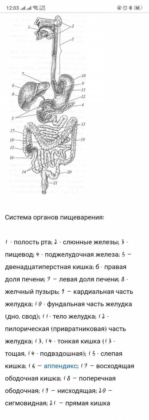 подпишите основные части по картинке желудочно-кишечного тракта у человека зашифрованные под цифрами