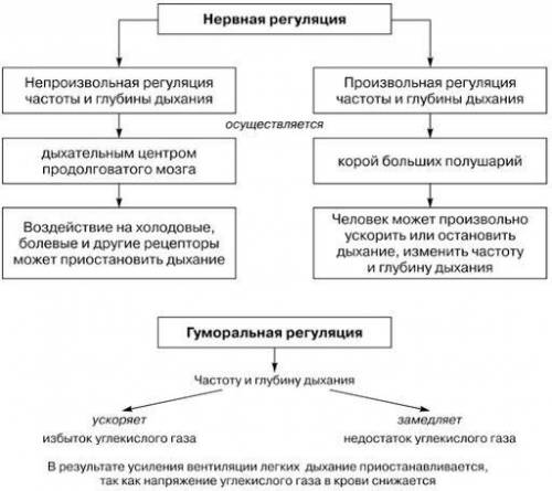 Що таке нейрон та гуморальна регуляція