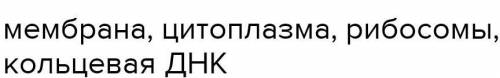 Прокариоты - клетки бактерии. Какие компоненты отсутствуют у прокариотических клеток? Верных ответов