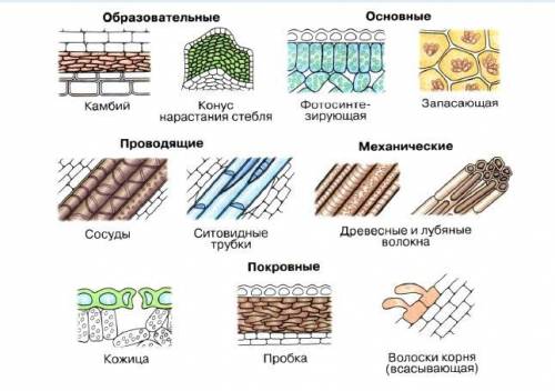 надите соотвецтвие ткани 1. оброзовательная 2. основная 3. покровная 4. проводящия 5. миханическая ф