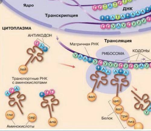 Рассказать биосентез белка по схеме