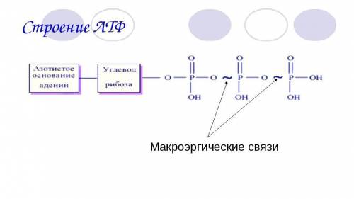 Взаимосвязь строения молекулы АТФ и её большой энергоемкости