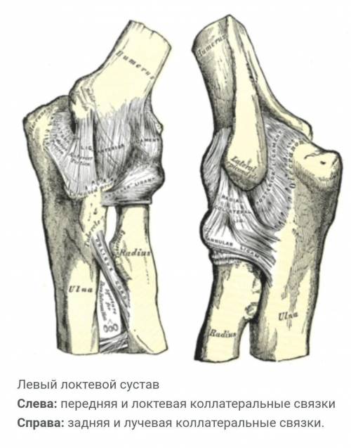 Какими костями образован локтевой сустав?​