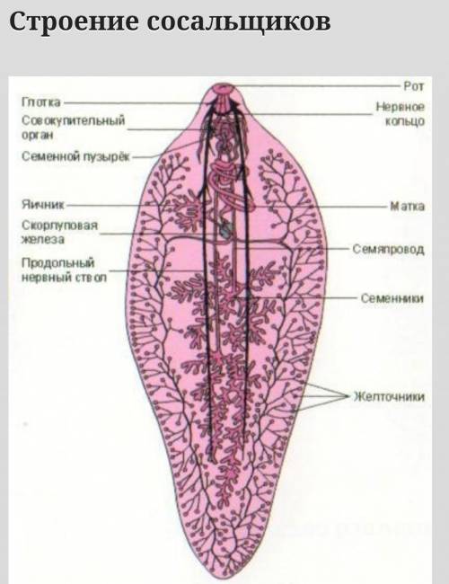 Чем характеризуется строение тела сосальщиков​