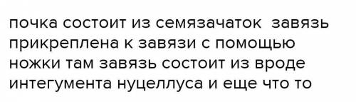 Какого строение почки у тополя???