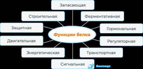 Какую основную функцию выполняют белки в клетке​