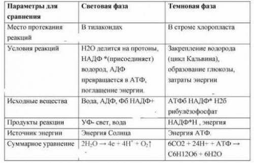 Характеристика темнової фази фотосинтезу ​