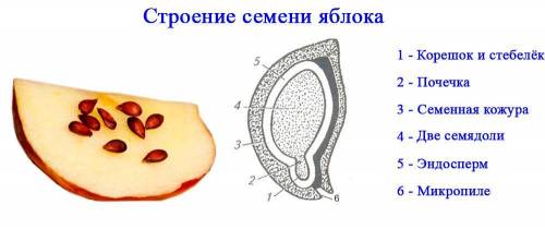 Чем отличается семя тыквы от семя яблока? Хелп не с инета