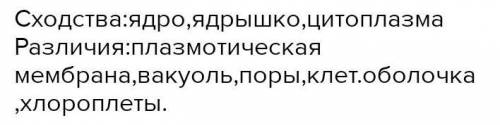 Задание 3 Укажите черты сходства и различия в строении растительных и животных клеток. Клетка Различ