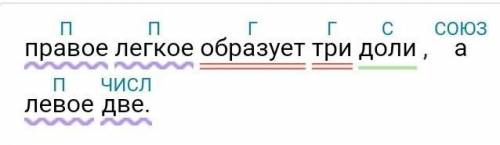 Подчеркните грамматическую основу. правое легкое образует три доли , а левое две. Заранее