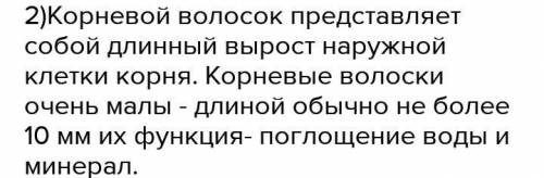 Корневые волоски представляют собой Укажите правильный вариант ответа: клетки внутреннего слоя с выр