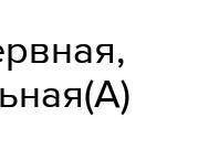 А) Под какой буквой обозначены клетки эукариот и прокариот. ( ) Укажите два отличия эукариотических