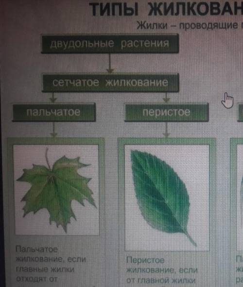 10. Сетчатое жилкование жилкование листьев у: А) однодольных Б) двудольных С) мхов Д) папоротников​