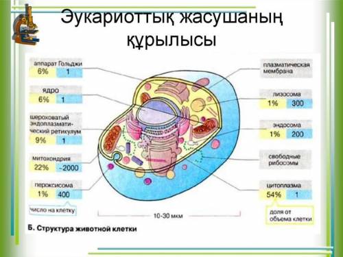 Эукариот жасушаны құрамы​​