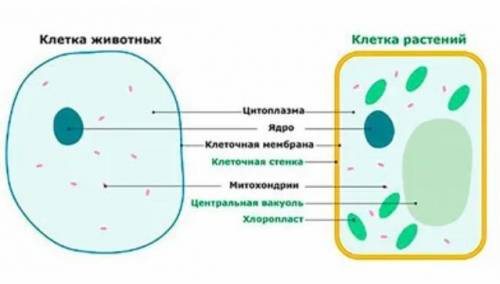 Растительные и животные клетки различаются по строение. ​