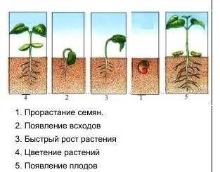 Кто ещё не спит это соч по естествознанию только скажите без ошибок​