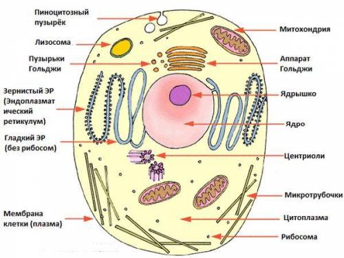 Рисунок. Строение животной клетки а)Подпишите органоиды клетки СОЧ ​