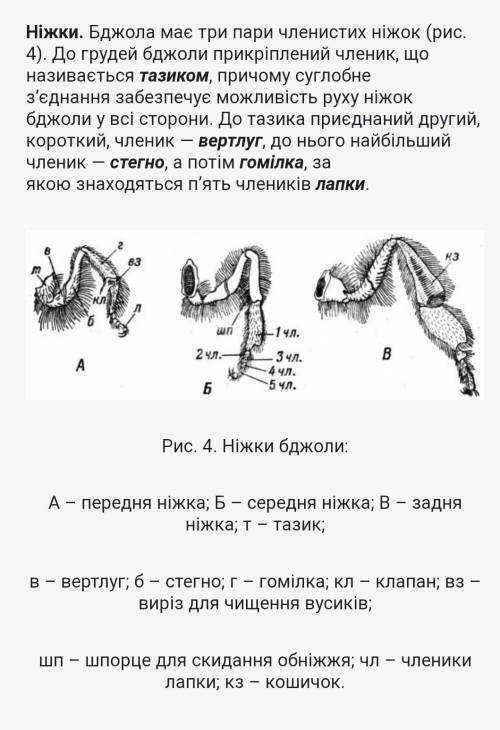 Будоваходильних ніг бджоли​