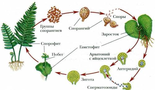 Что изображено на рисунке?​