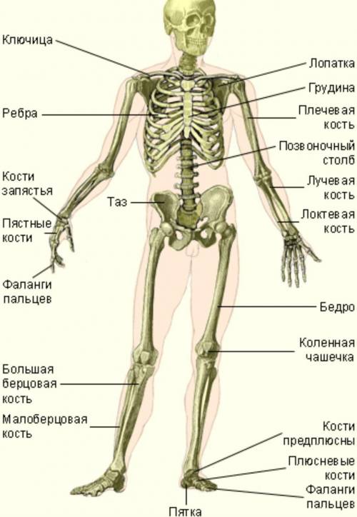 Запишите название костей