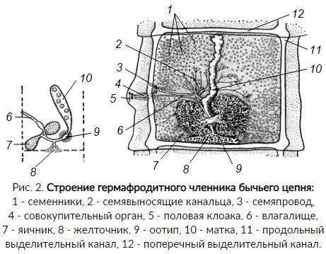 Ленточных черви Репродуктивная система​