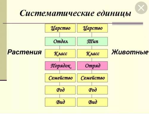 Какие систематические единицы образуют царство растений