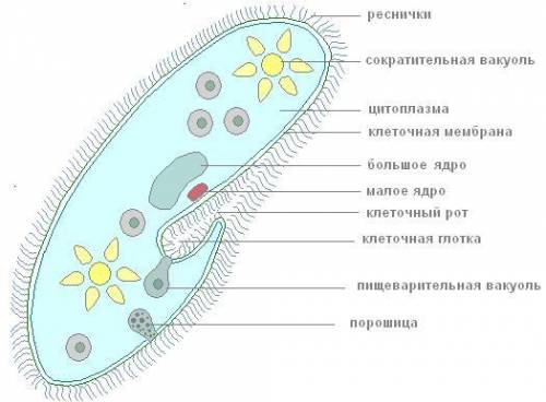 БЫСТРЕЕЕЕ БИОЛОГИЯ ОЧЕНЬ ЛЕГКО