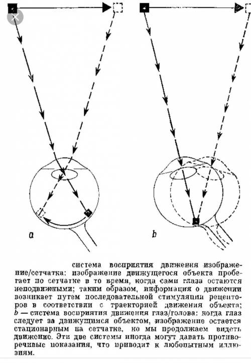 Как вы думаете почему изображение которое попадает на сетчатку глаза, получается перевернутым?​