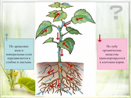 Используя предложенный рисунок растения, определи направление передвижения воды и минеральных вещест