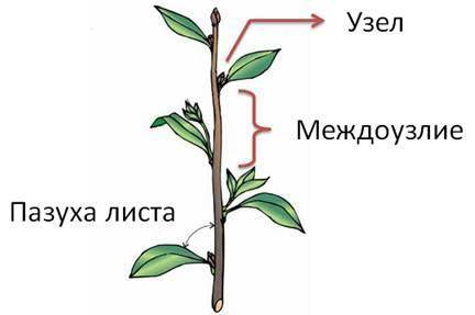 Междоузлием называют