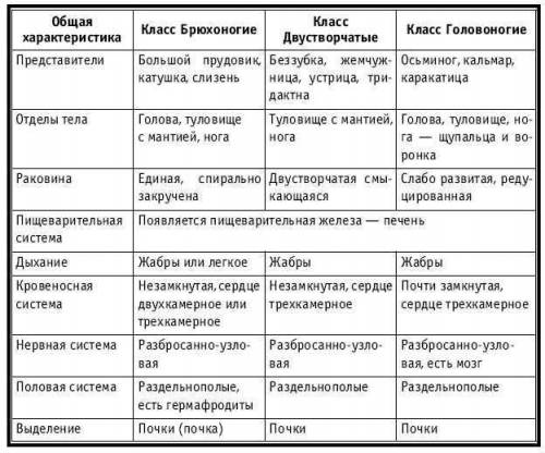 Составить таблицу внутренее строение малюсков