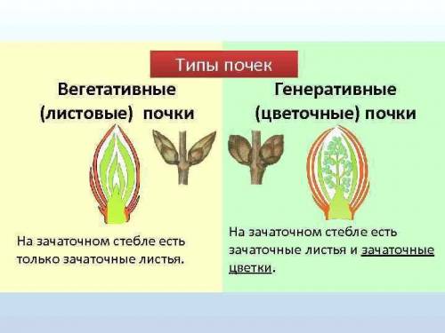 Почему одни почки назвали вегетативными, а другие, – генеративными ?