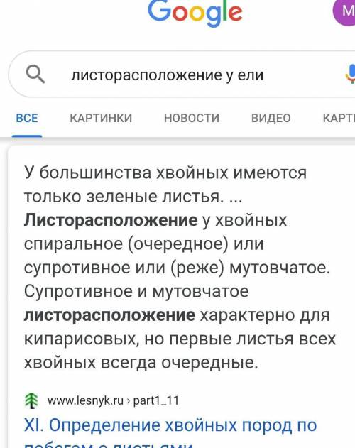 Листорасположение у ели​