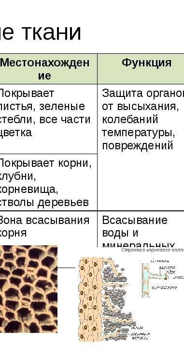 II Вариант. 1.Назовите основные элементы, образующие клетку. 2.Какие клеточные структуры отвечают за