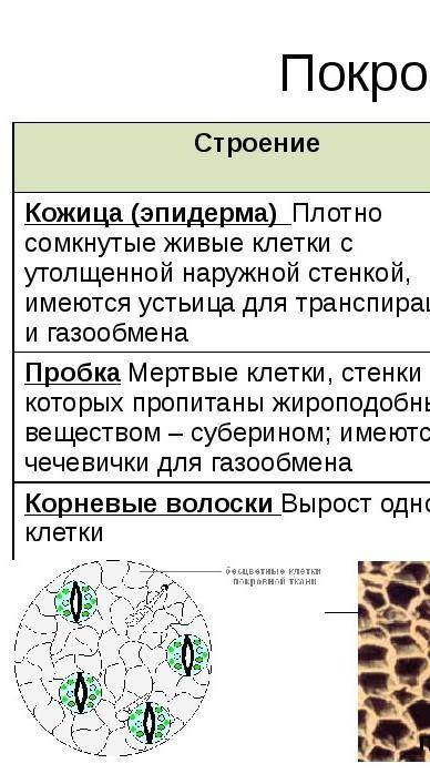 II Вариант. 1.Назовите основные элементы, образующие клетку. 2.Какие клеточные структуры отвечают за